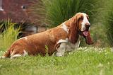 BASSET HOUND 092